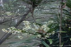 Dracaena angustifolia